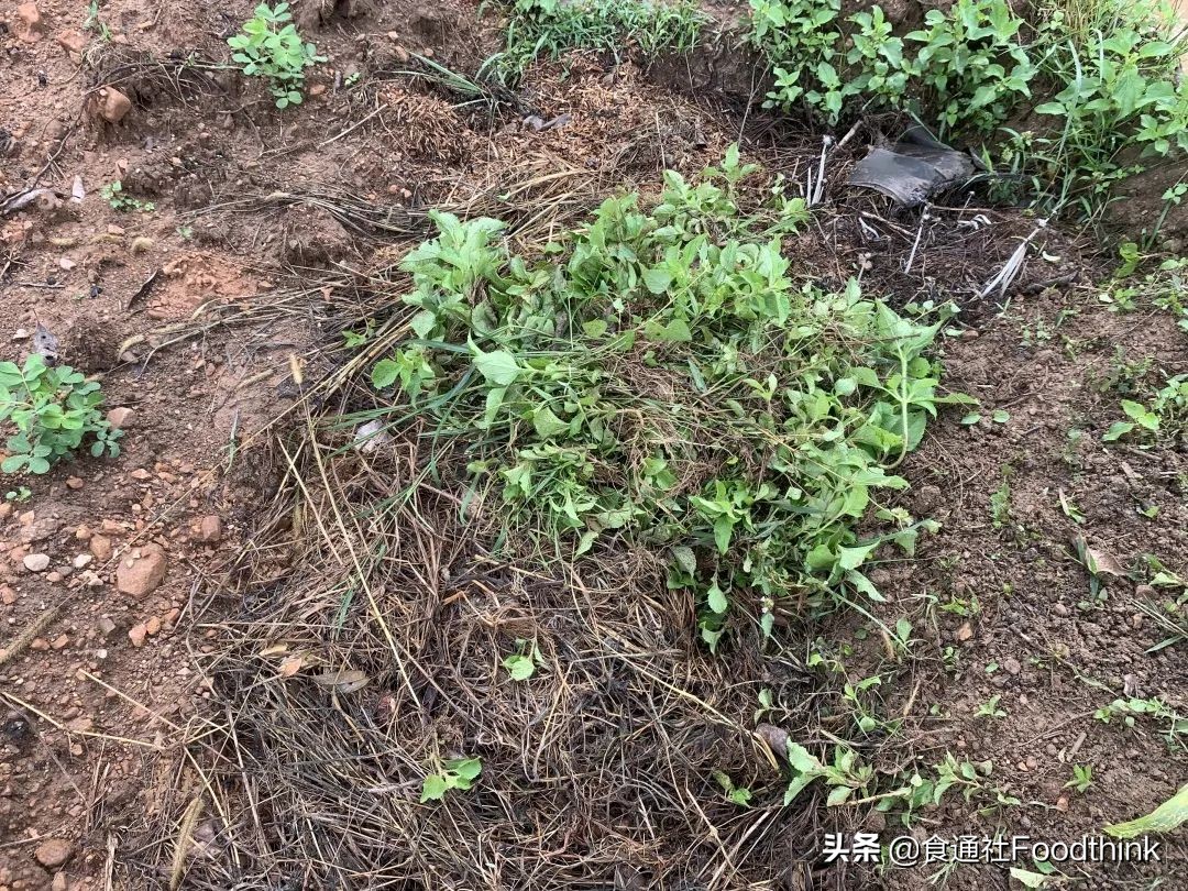 卫生纸,真的卫生吗?世界厕所日,重新理解“道在屎溺”