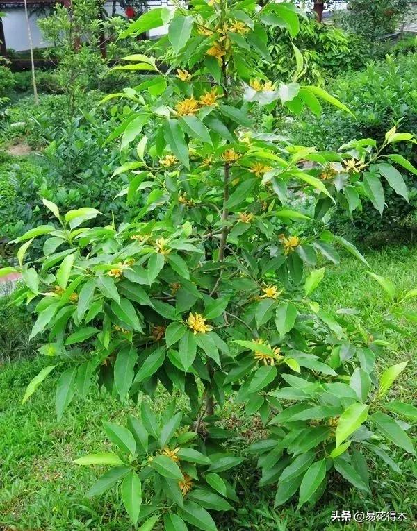 黄桷兰规格怎样,黄桷兰适应什么环境养护