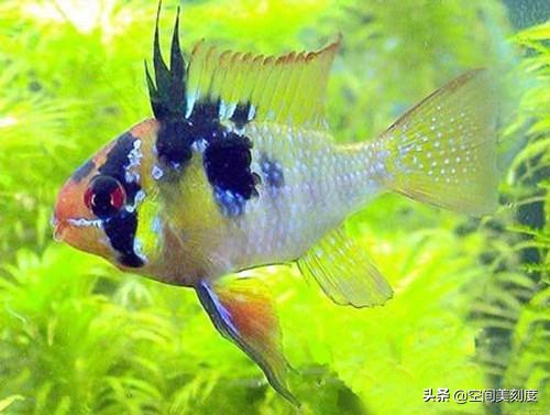 水中精灵鱼儿戏水,水中精灵鱼缸