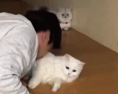 猫咪的十大坏习惯,猫咪十大常见病和预防方法