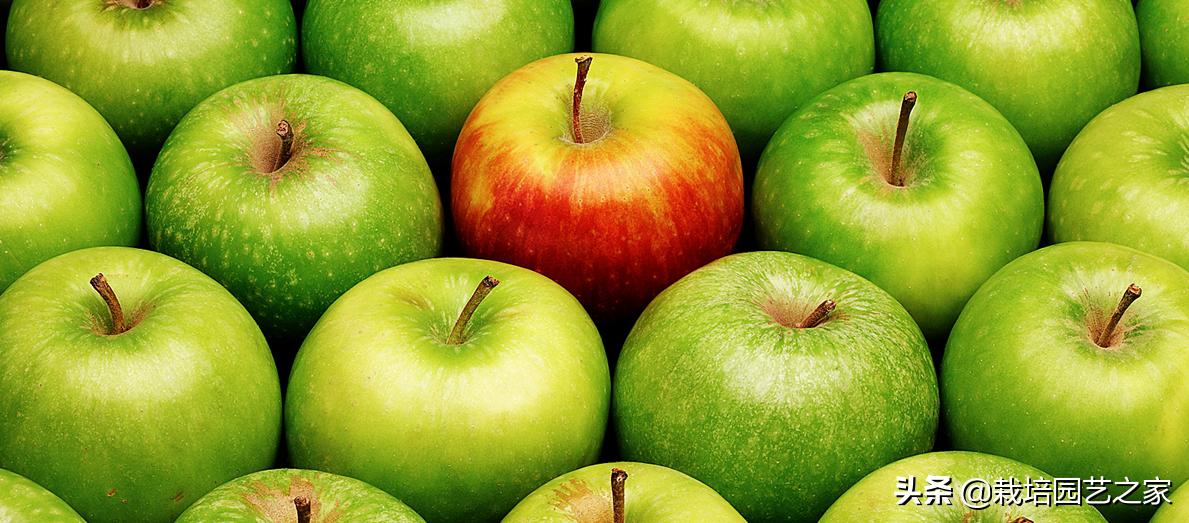 干货-果实转色、增甜机理与特肥应用指导