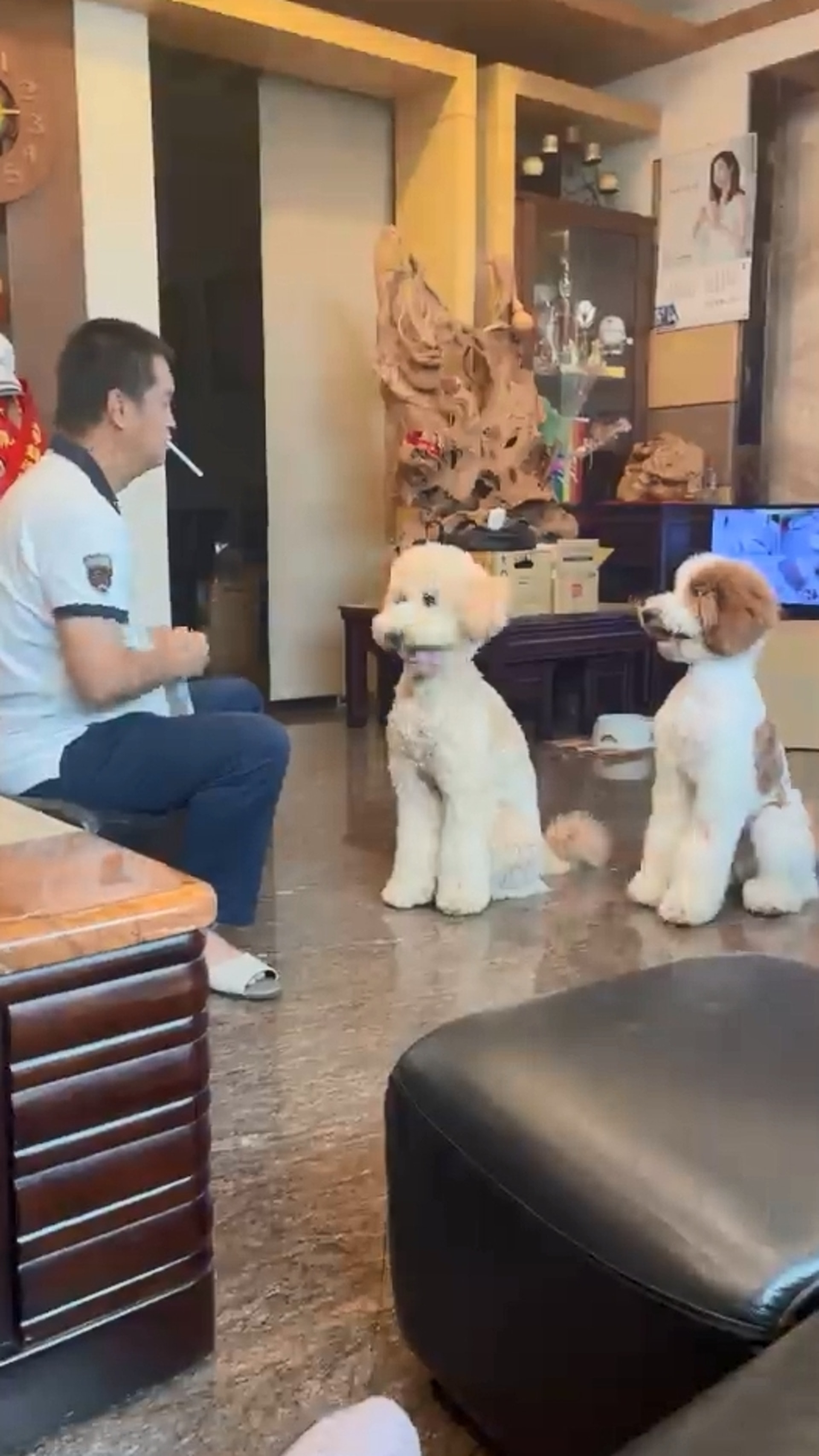 巨型贵宾犬发狂,巨型贵宾犬在家乱叫