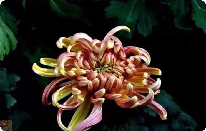 菊花100幅欣赏,菊花的十大绝美诗句