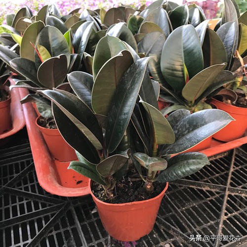 橡皮树叶片耷拉是怎么回事,橡皮树叶子发软下垂怎么回事