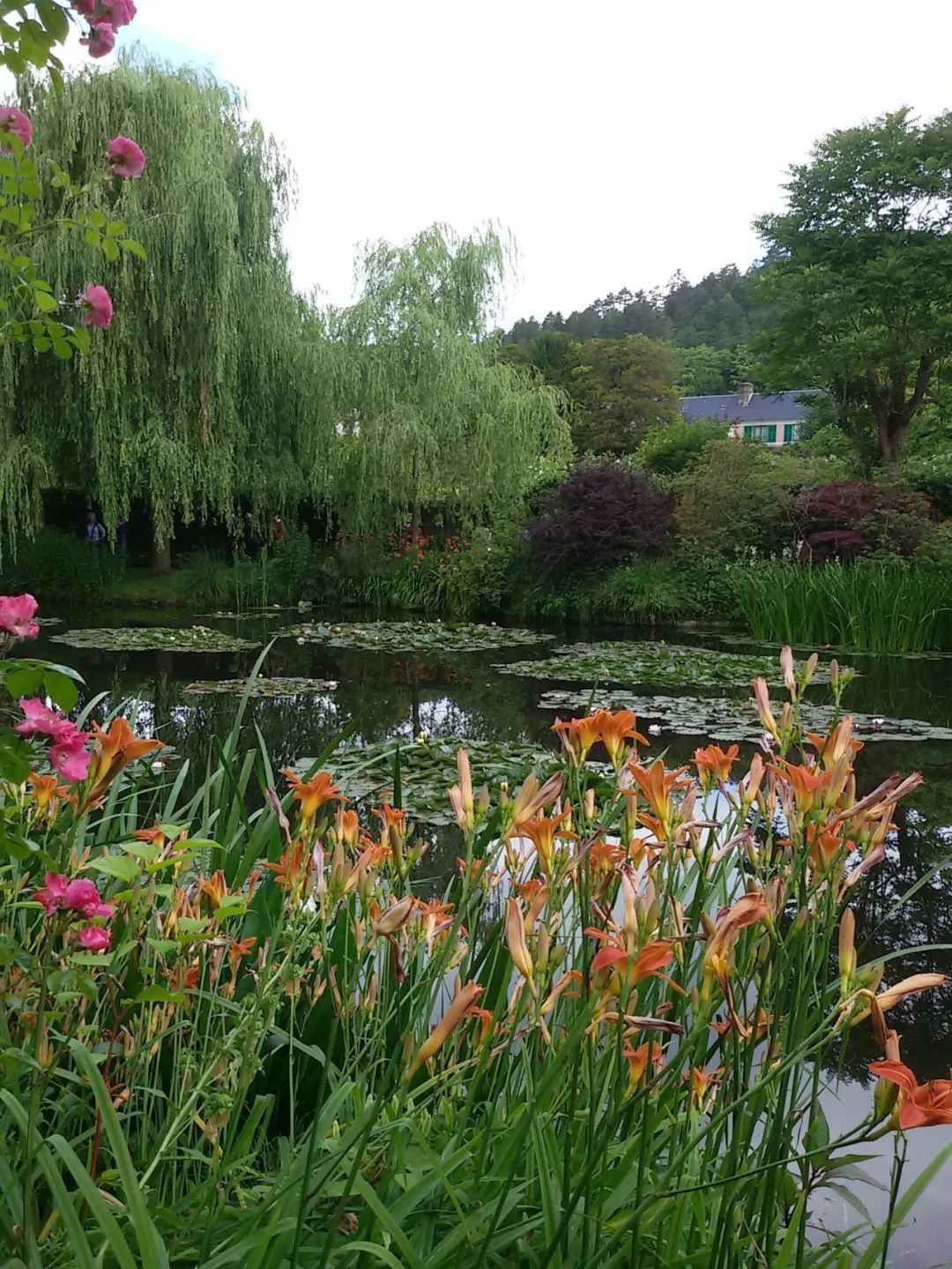 怎么让植物在水面上种植,什么植物可以种植在池塘里面