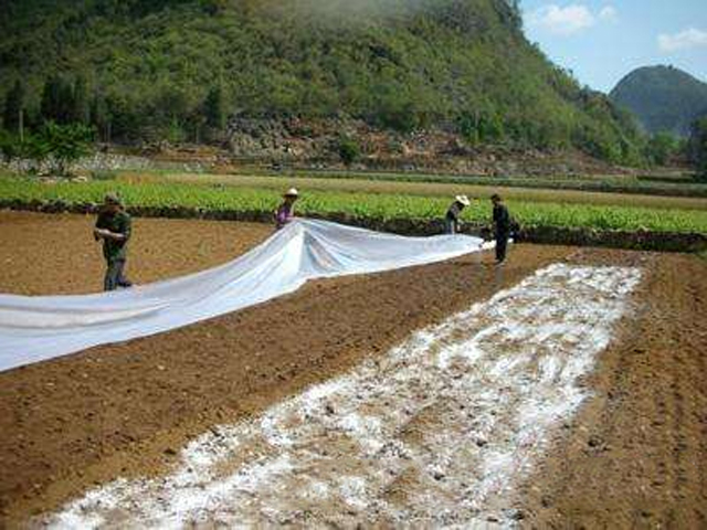 种的花生地里长满了野草,种植花生芽长白毛怎么处理