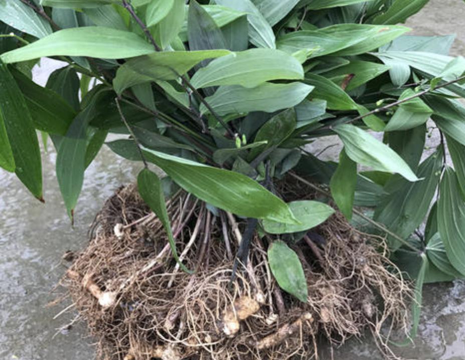 老虎姜采挖季节,老虎姜冬天怎么采挖