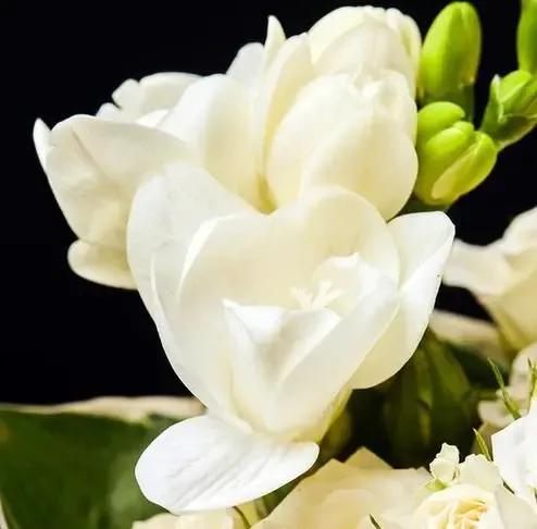 百花齐放的尸魂界，说说《死神》漫画中以“植物”来命名的斩魄刀