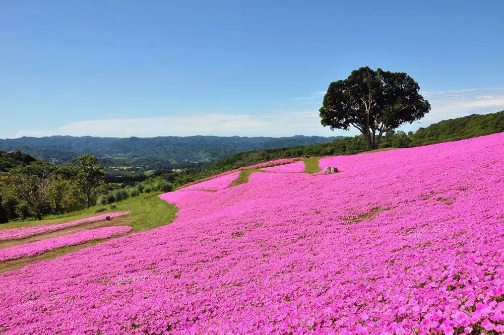 日本生态农业庄园,日本田园农场排行榜
