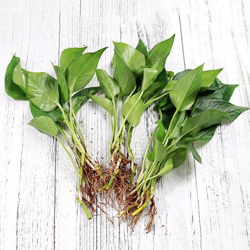 种花一年四季都能生根,冬天种花枝条多久生根