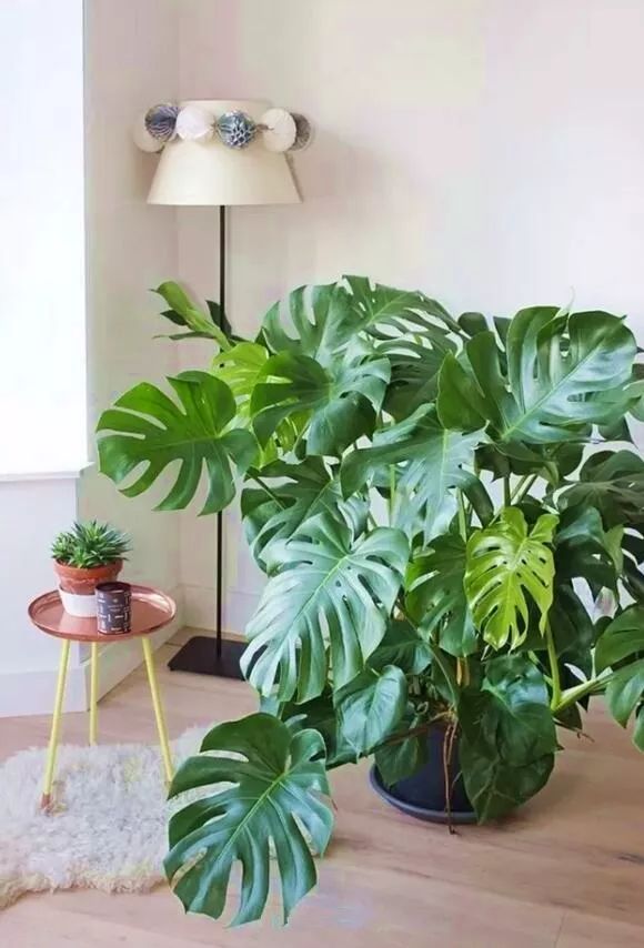 10种好养的花草,这些绿植养在家里高级又实用