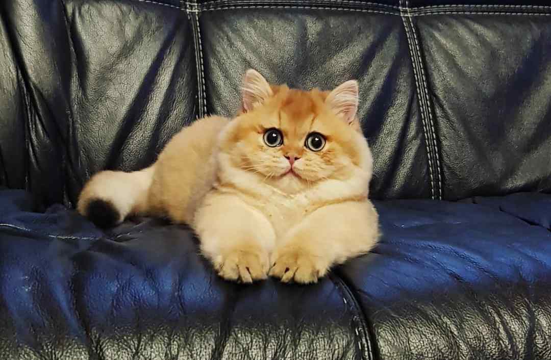 猫咪怀孕期间大便带血,猫咪大便末端有一段黏液血