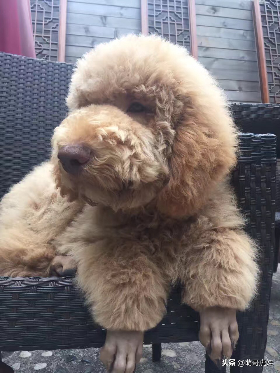 巨型贵宾犬剃完毛毛是什么样子的,巨型贵宾犬多大就能剪毛