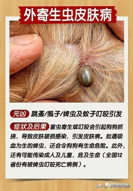 皮肤病狗狗的症状,皮肤病治疗狗狗