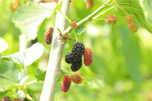 春城*月天五**，醉美桑果园