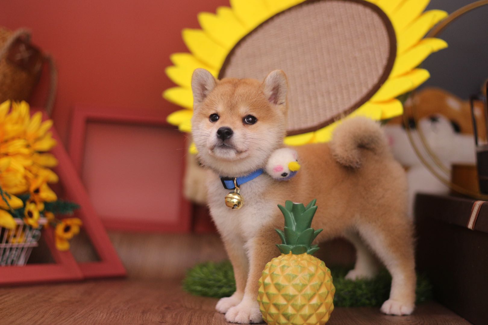 如何买到一只正宗的柴犬,怎么买一只好的柴犬