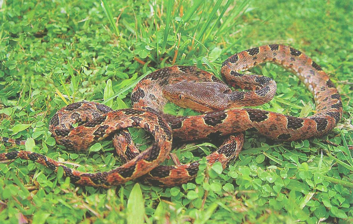 有毒蛇标志,有毒蛇的视频