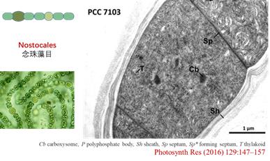 蓝藻是怎么进化来的,蓝藻到底有多可怕