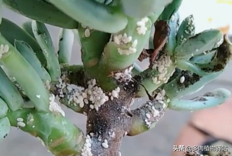 多肉长白色小虫子怎样去除,多肉燕子掌长白色虫子