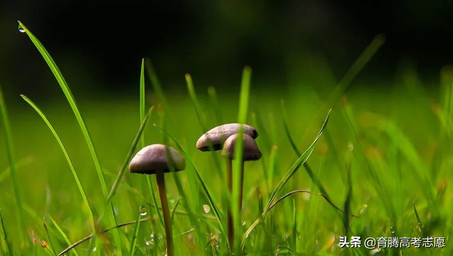 学霸靠努力还是天赋,学霸都是怎么奋斗的