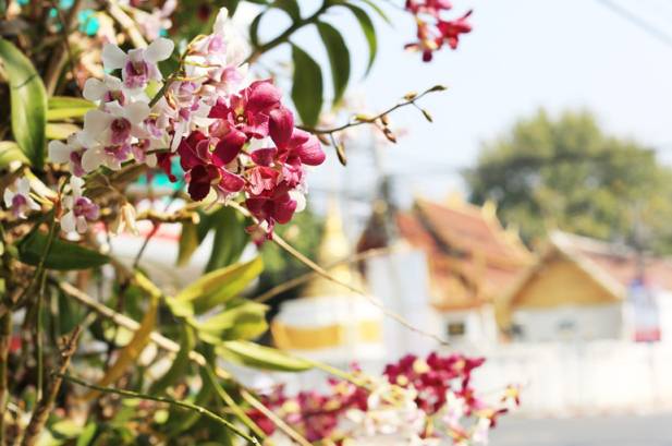 邓丽君为什么喜欢去泰国的清迈,小城故事邓丽君清迈