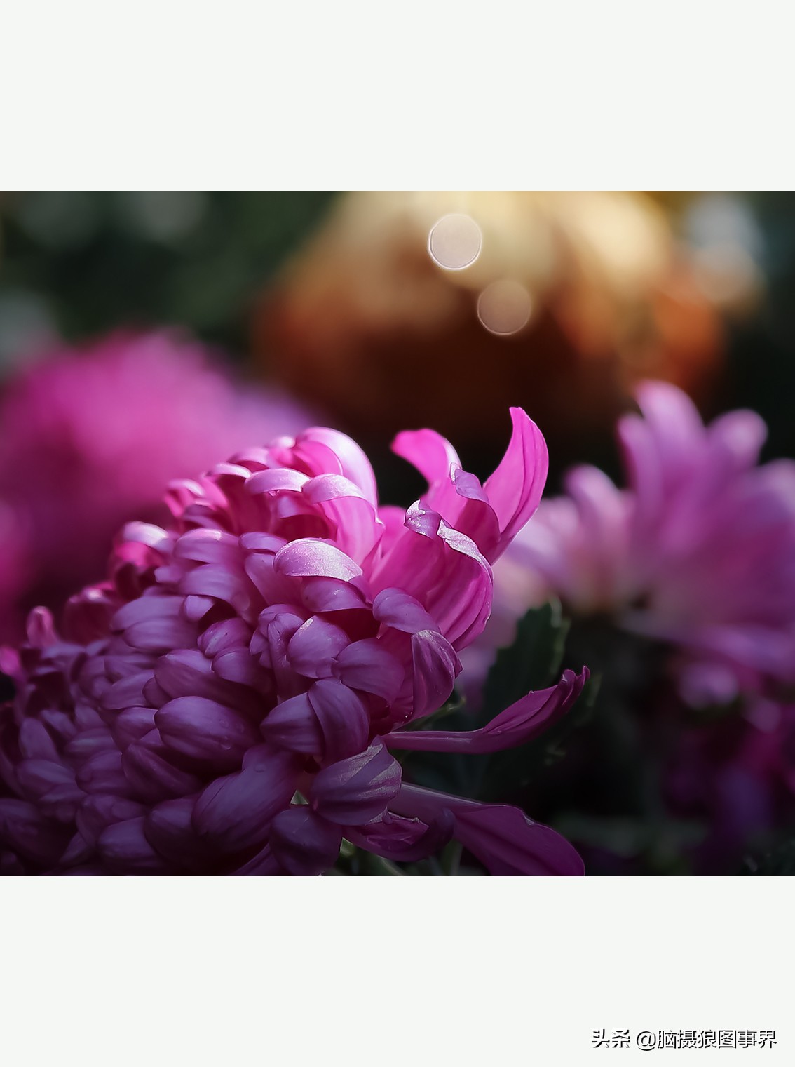 花海如何给花拍照好看,大面积的花怎样拍出花海的感觉