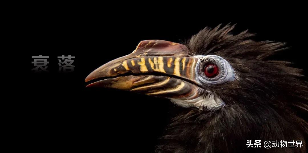 十大濒危动物国际珍惜动物保护日,世界珍稀保护动物保护日