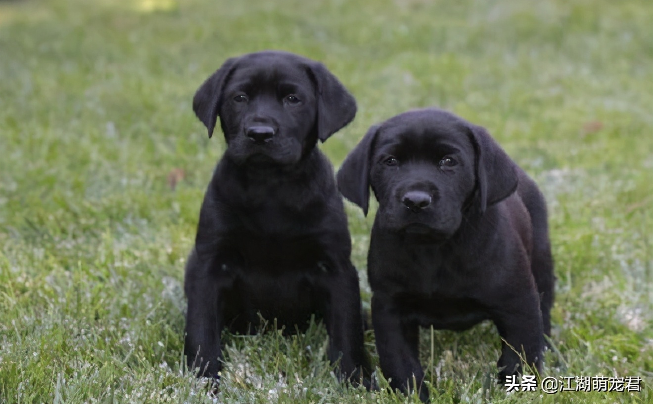 拉布拉多黑色好还是黄色的好,为什么黄色拉布拉多生的黑色崽