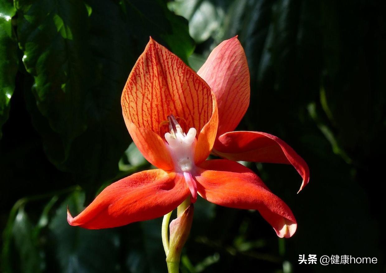 世界上最棒的7个兰花园，没有一个在中国，悲哀