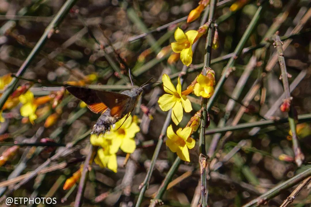 徕卡dlux7和松下lx100,松下lx100m2是什么相机