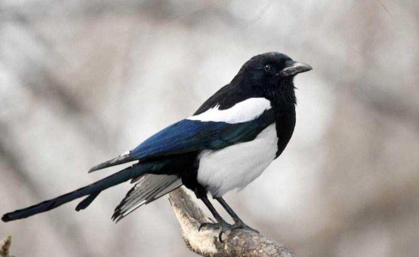 喜鹊报喜乌鸦报丧是客观唯心么,乌鸦报喜喜鹊报丧是什么意思