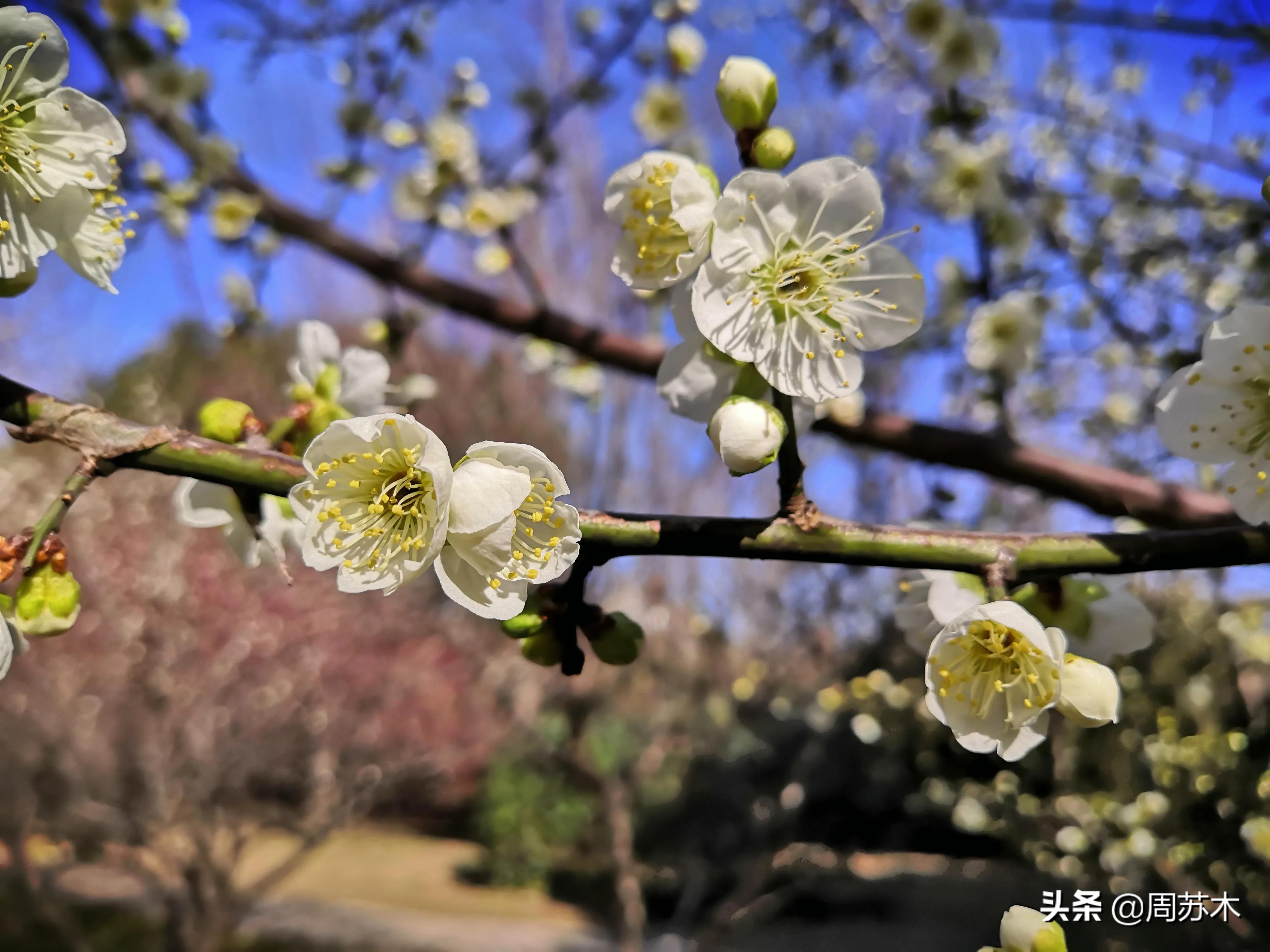 赏梅胜地图片,苏州香雪村赏梅最佳时间