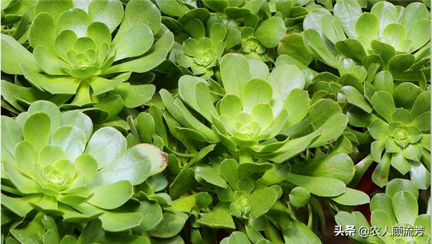 多肉植物的修剪养护方法,多肉植物仙人掌是否需要修剪