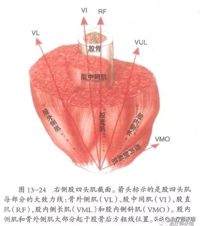 髌骨习惯性脱位手术多少钱,髌骨习惯性脱位韧带重建术