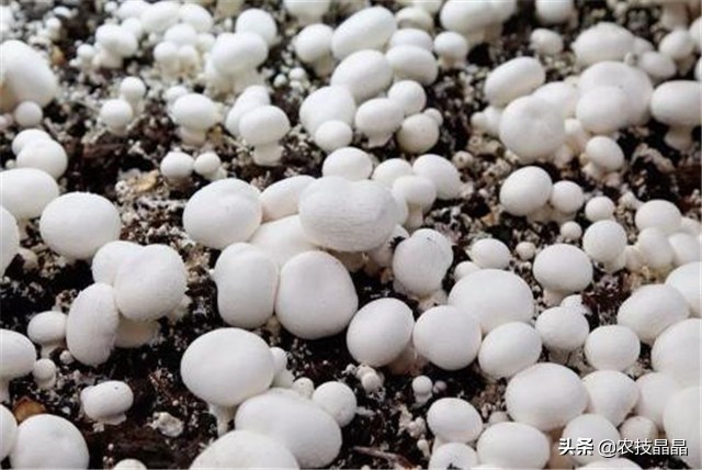 双孢菇栽培技术视频教程,双孢菇栽培技术视频教程全集