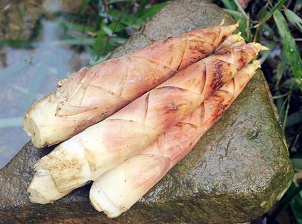 天目山雷笋与溪口雷笋,宁波奉化溪口雷笋