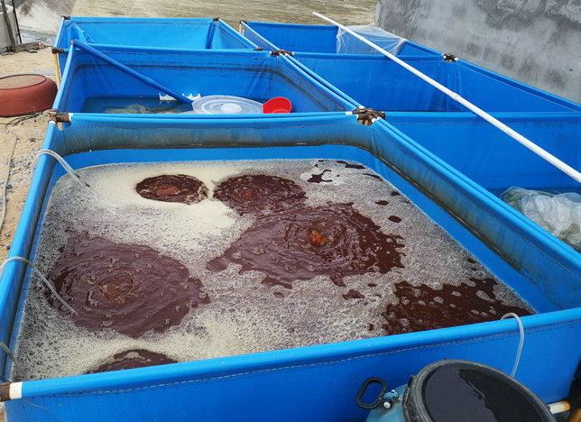 海白虾养虾技术新手入门,养海虾的技术和方法