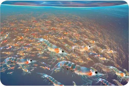 南极磷虾储量50亿,海上金矿南极磷虾