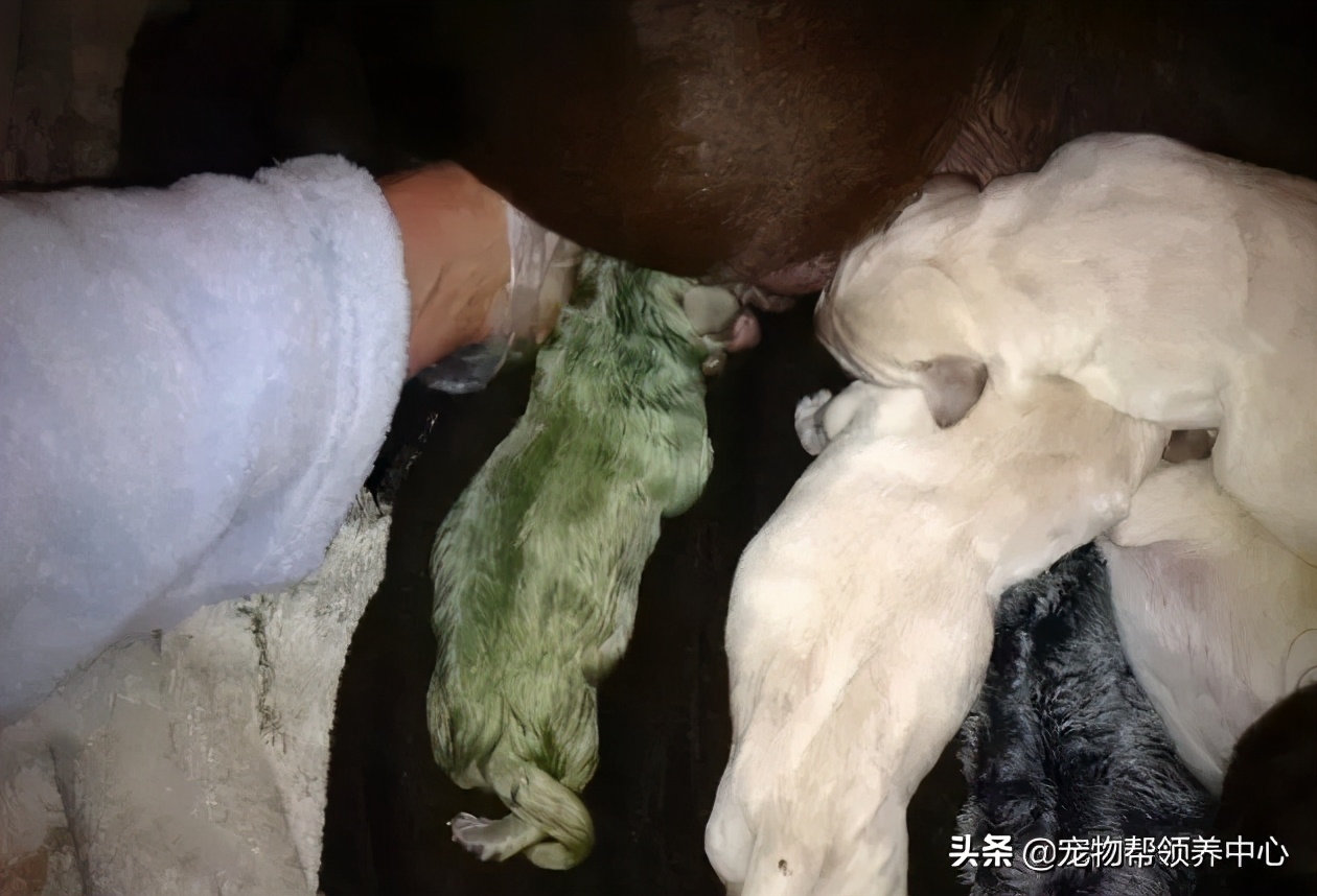 幼犬绿色稀的便便什么原因,幼犬出生1个月毛为什么会变色