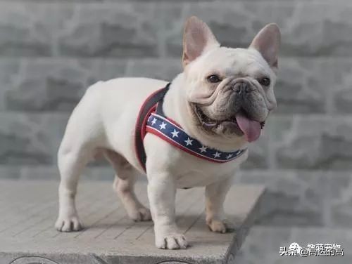 世上最贵的十种犬排行,狗中最贵的犬