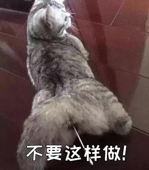 疫情期间，我家猫却发情了，我该怎么办？