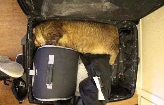 安检行李箱有只猫,网友在机场安检发现行李箱里的猫