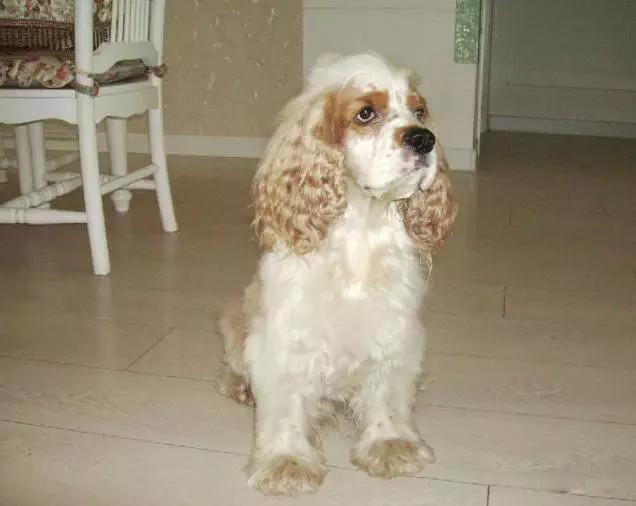 推荐各种狗狗的类型,10种有型罕见的狗狗