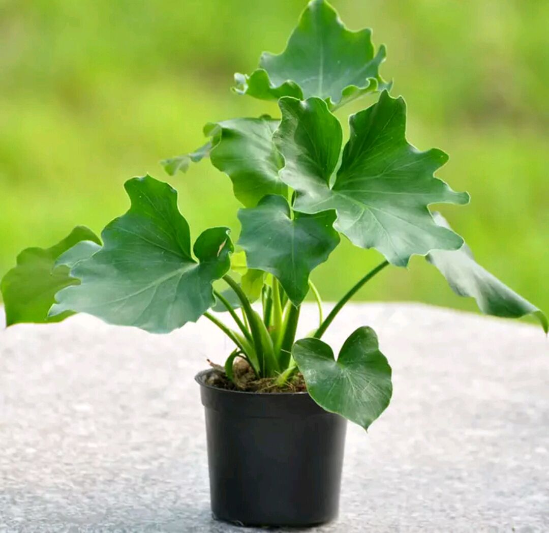 好养的盆栽花卉大全,人养花花