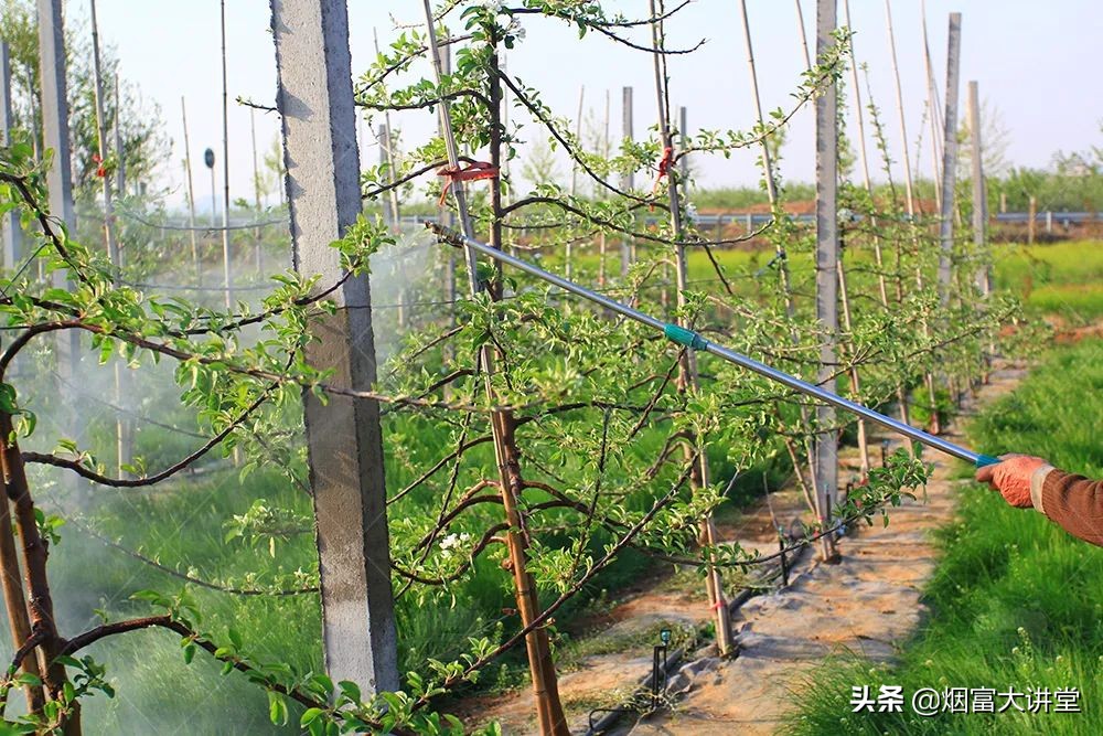 怎么增加树的叶绿素,叶绿素对树的作用