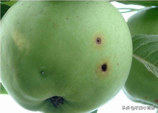 桃小食心虫蛀食果实危害大,多种果树受害如何防治?