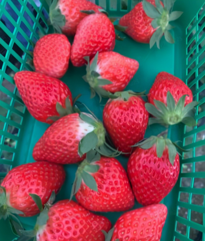 上海比较好的草莓园,上海名优草莓值得推荐