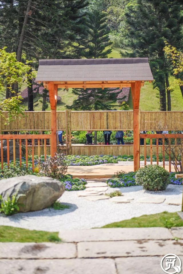 深圳史上最大最美的花展来啦,走进深圳仙湖植物园的国际花展