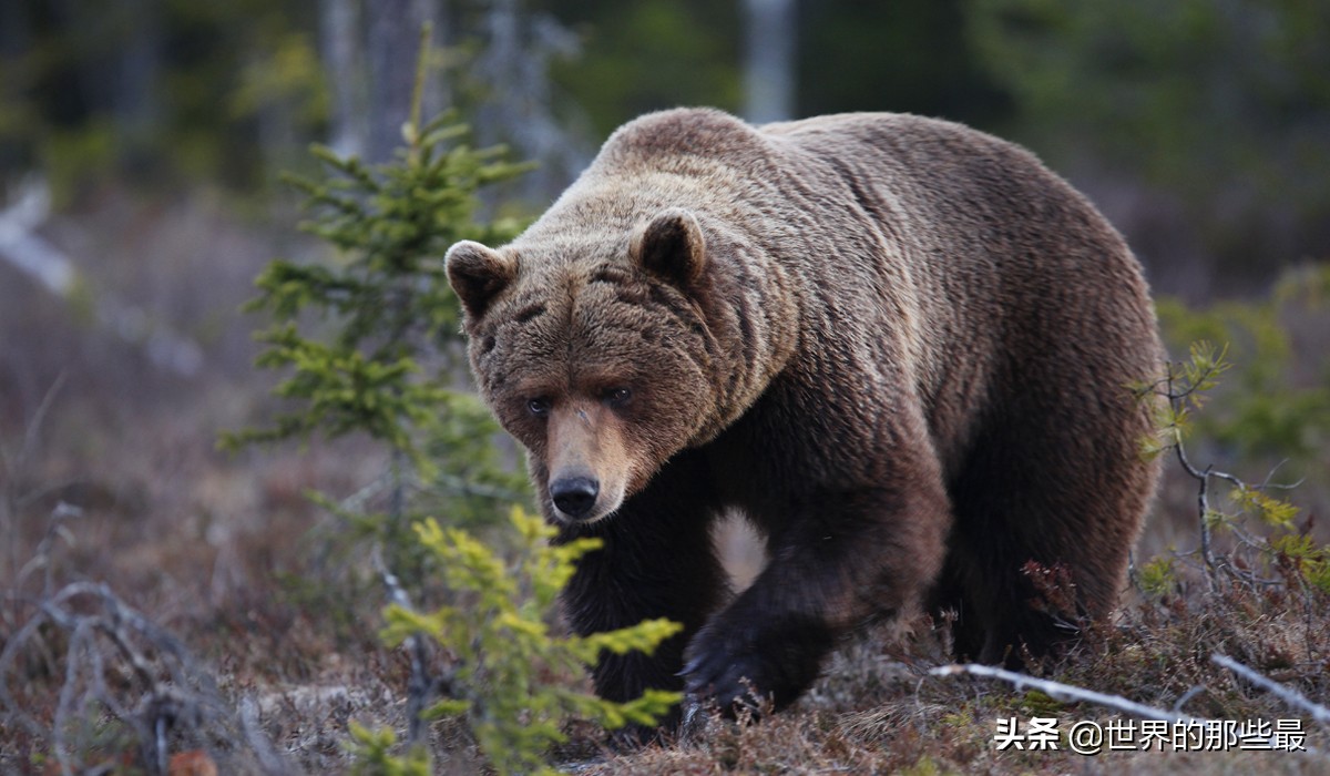 世界上都有哪些比较猛的猛兽,全世界最厉害的的十大猛兽
