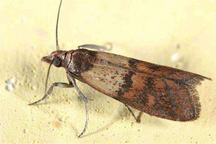 大米生虫子飞蛾处理小诀窍,怎么样预防大米生虫